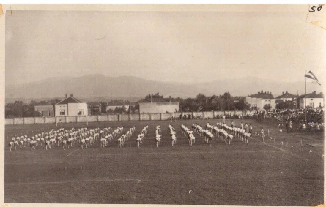 Organizacija Partizan